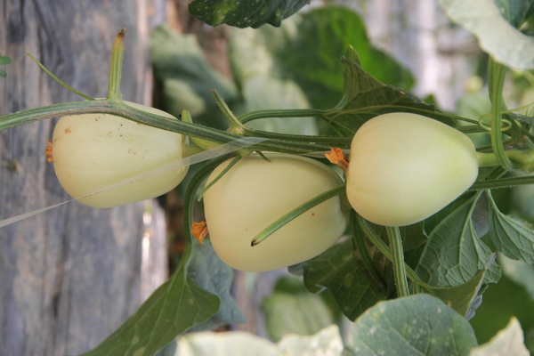 河北科技师范学院  青县农业农村局  运河湖蔬菜花卉研究所