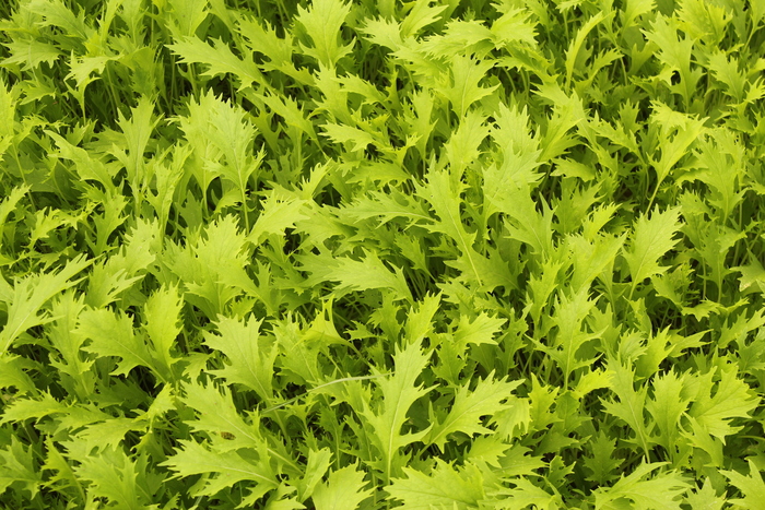京水菜