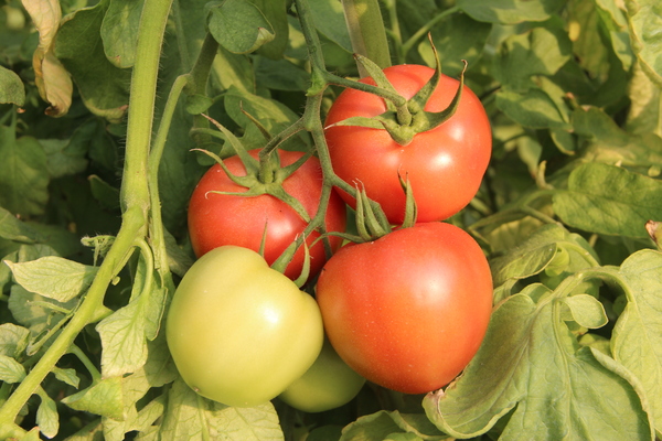 河北农业大学   河北省农林科学院