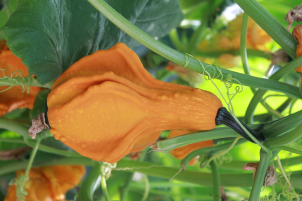 北京市农业局  运河湖蔬菜花卉研究所