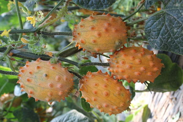 中国农业大学   中国农业科学院