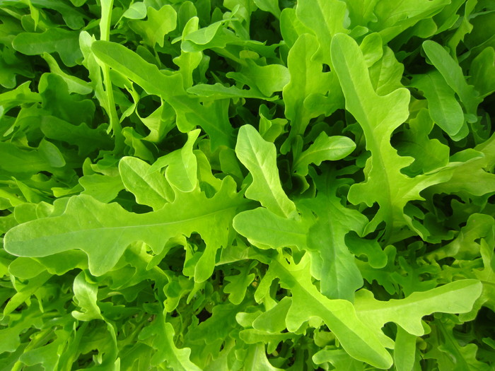 花叶油麦菜